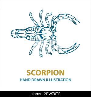 Scorpion. Hand drawn scorpion vector illustration.  Scorpion tattoo. Vector illustration. Part of set. Stock Vector