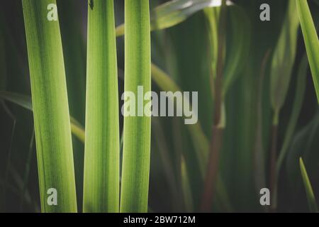iris leaves beautiful green background Stock Photo