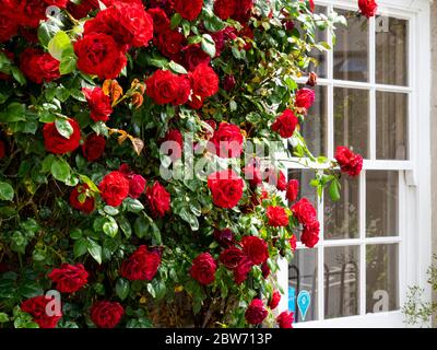 Red roses growing up the wall of a house next to a window, Padstow, Cornwall, UK Stock Photo