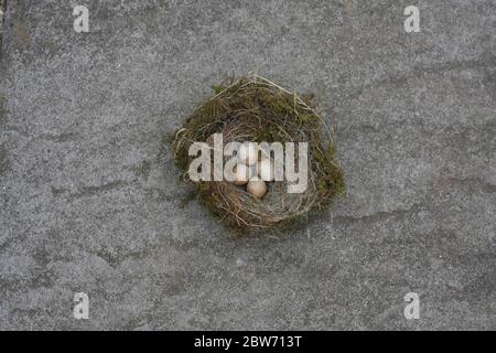 Neglected robin's nest in South Wales UK Stock Photo