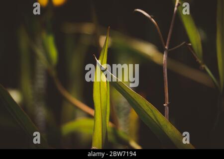 iris leaves beautiful green background Stock Photo