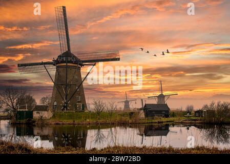 Group of geese flying above the Dutch windmills during the sunset moment Stock Photo