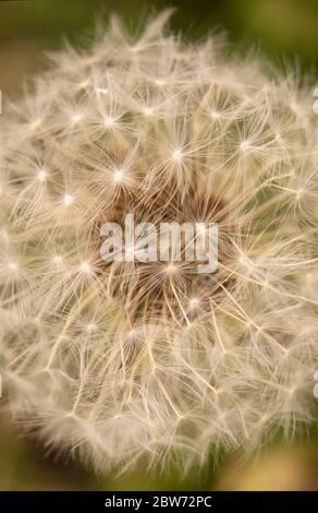 The Dandelion at spring length of time close-up.Flower with gentile white umbrella Stock Photo