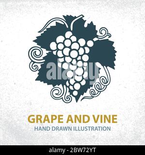 Grape and vine hand drawn illustration. Grape bunch vintage style drawing. Grape and vine retro style vector logo. Wine theme design template. Stock Vector
