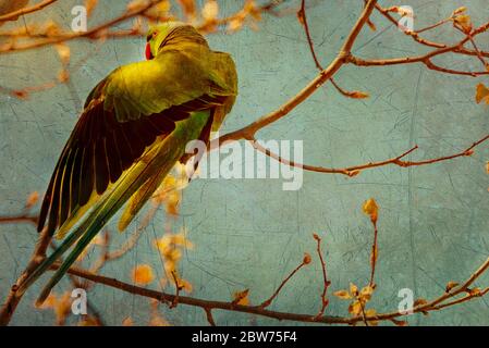 Illustration of A Parrot On Branch Free in Nature with a Red Beak. Stock Photo