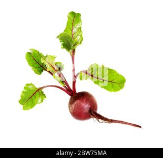 Beet. Beetroot with leaves, fresh whole beet isolated on white background. Raw red beetroot. Stock Photo
