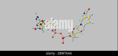 Nicotinamide adenine dinucleotide or NAD is a coenzyme found in all living cells. It is a dinucleotide, because it consists of two nucleotides joined Stock Photo