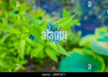 Eastern blue star flower head close up near pond Stock Photo