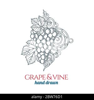 Grape and vine.  Hand drawn grape bunch engraving style illustration. Bunch of grapes sketch drawing ornament. Part of set. Stock Vector