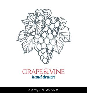 Grape and vine.  Hand drawn grape bunch engraving style illustration. Bunch of grapes sketch drawing ornament. Part of set. Stock Vector