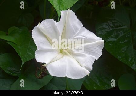 Tropical white morning glory (Ipomoea alba). Called Moonflower and Moon vine also Stock Photo