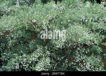 Grey Owl juniper (Juniperus virginiana 'Grey Owl') Stock Photo