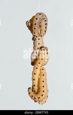 Larvae of Spindle ermine climbing down a silk thread against a blue sky Stock Photo