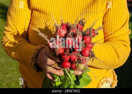 Woman hands holding bunch of freshly picked radish Stock Photo
