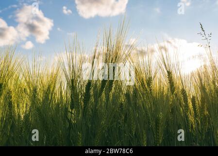 Green wheat on the field in spring. Selective focus, shallow DOF background. Stock Photo