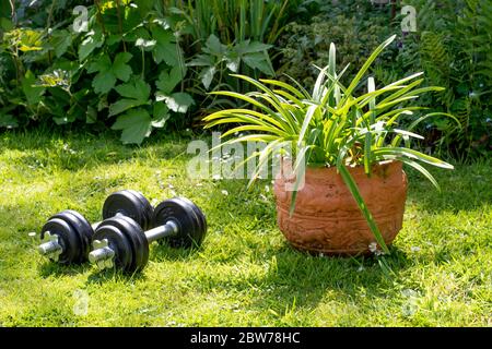 A set of dumbbell weights in a natural garden gym during lockdown. Stock Photo
