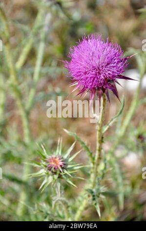 Pink milk thistle flowers with Maniola jurtina butterfly, close up. Silybum marianum herbal remedy. Stock Photo