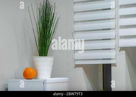 Close-up of decorative green flower in modern interior of the room. Orange pumpkin. Window with blinds. Stock Photo
