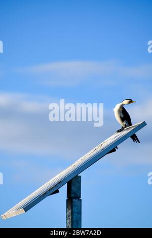 Little Pied Cormorant Little Shag resting with blue sky and clouds Stock Photo