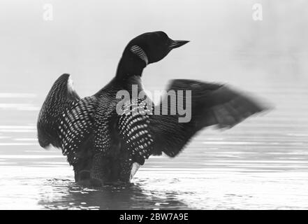 Common Loon breaching the water to dry her wings in the morning as she swims on Wilson Lake, Que, Canada Stock Photo