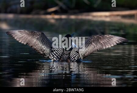 Common Loon breaching the water to dry her wings in the morning as she swims on Wilson Lake, Que, Canada Stock Photo