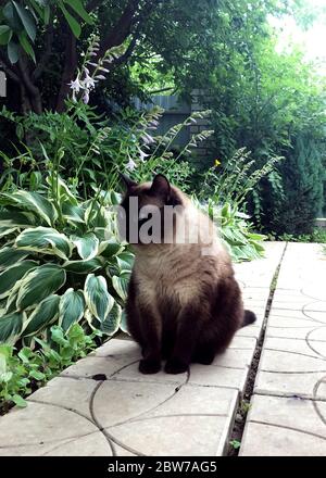 The beautiful brown cat, Siamese, with blue eyes sitting on a walkway in the yard. Stock Photo