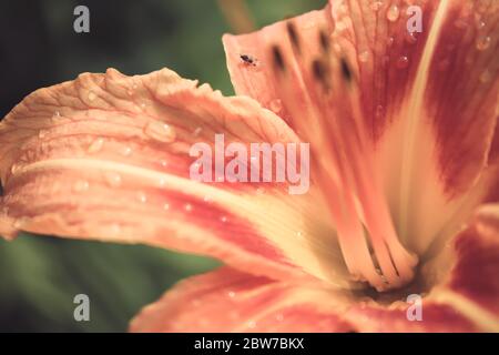 Orange lily, close up, in bright sunlight, macrophotography. Flower Orange Lily Close-Up. Blurred flower of Amaryllis Hippeastrum. Unfocused blurry ba Stock Photo