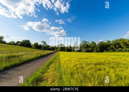 Dirt road to the forest. White flowers. Recreation areas. The perfect place for specs and relaxation. Stock Photo