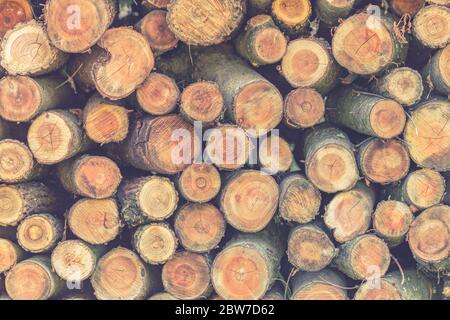 Closeup of logs of trees in nature. a lot of cutted logs. Stock Photo