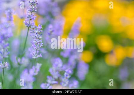 Lavender flower and yellow blurred daisy in closeup with meadow in green background for space. Summer vivid garden as floral backdrop Stock Photo