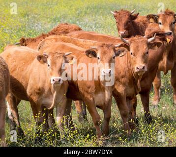 near Puerto de la Encina, Seville Province, Andalusia, southern Spain.  Herd of curious cows in field. Stock Photo