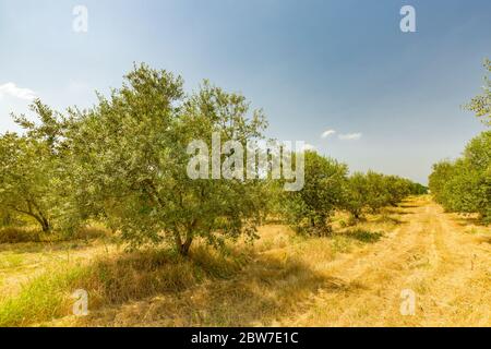 Plantation of olive trees. Panoramic view of sunset behind grass field and olive trees Stock Photo