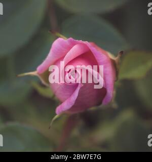 A fine art edit of the curled and unfurling pink petals of a fresh rosebud on a rose bush in a square, Instagram style frame Stock Photo