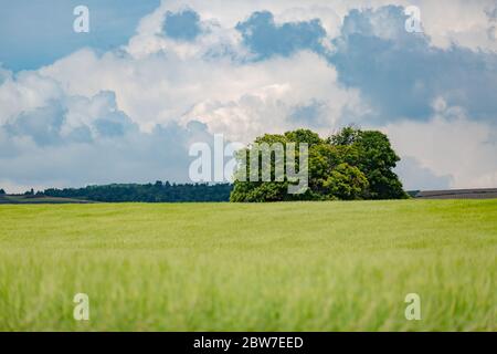 Field and forest in spring time. Idyllic summer landscape, green nature background. Lonely big tree under cloudy sky. Green field meadow landscape Stock Photo