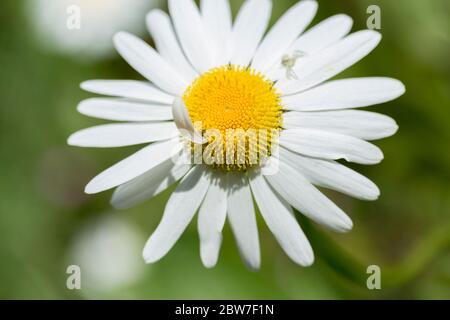 Oxeye daisey Leucanthemum vulgare with small white crab spider out of focus and a stray white narrow petal growing from the yellow centre area Stock Photo