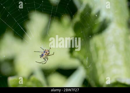 Small garden spider on web, amber yellow body white markings on rear end outlined in black, has square ring of white dots on underside of abdomen. Stock Photo