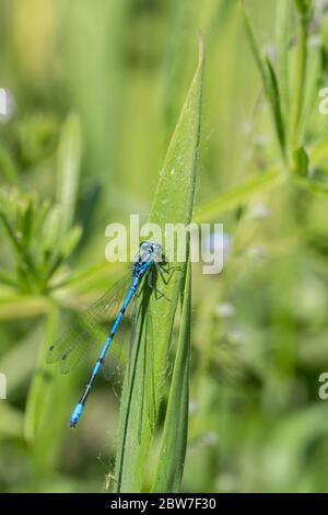 Damselfly male sky blue (common coenagrion puella) blue long slender body with back bands and u shape on 2nd segment of abdomen blue and black eyes Stock Photo