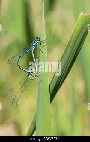 Common blue damselflies mating on a flower Stock Photo - Alamy