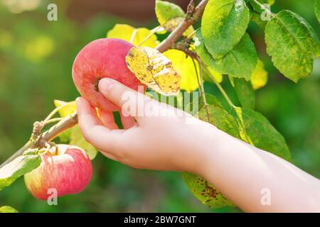 Close up of kid's hand picking red ripe apple off of apple tree in the garden. Apples harvesting. Stock Photo