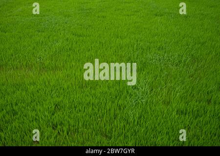 Seedlings of rice are growing in the paddy fields, top view Stock Photo