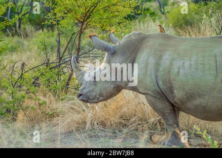 Male bull White Rhinoceros in Kruger national park Stock Photo