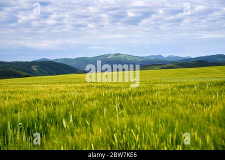 Green meadow under blue sky with clouds Stock Photo