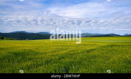 Green meadow under blue sky with clouds Stock Photo