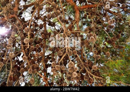 Pine tree branch with many pine cones. Stock Photo