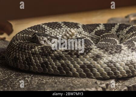 Close up of a Northern Pacific Rattlesnake Stock Photo