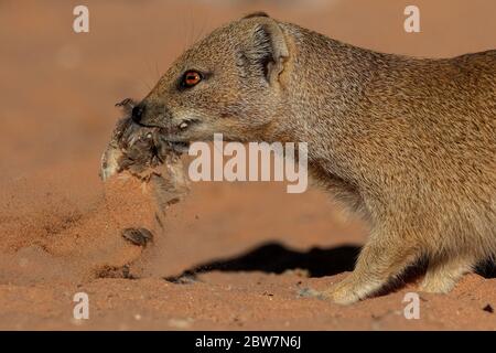 monggose in the kalahari Stock Photo