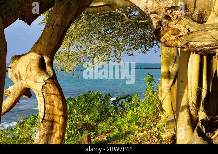 Banyan tree in Cap Malheureux, Mauritius. Amazing tree beautiful tree with wandering roots Stock Photo