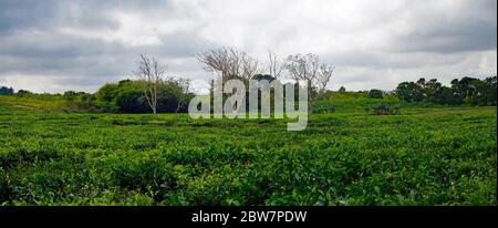 Bois Cheri Tea Factory. Beautiful tea plantation with white cloud blue sky and sun light. Tourist attraction in Mauritius Stock Photo