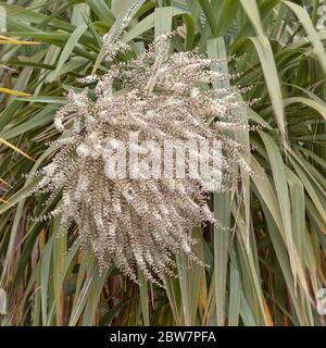 The flowerhead of the 'Cornish Palm', Cabbage Palm or Dracaena (Cordyline australis) produces fruit loved by flocks of Starlings in the Autumn, Bodmin Stock Photo