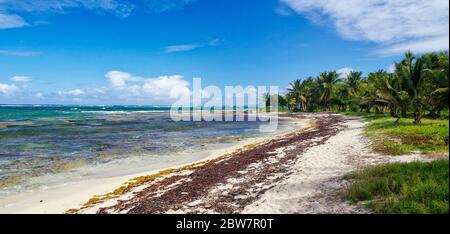 Autre Bord beach in Le Moule in Guadeloupe, French west indies. Lesser Antilles, Caribbean sea Stock Photo